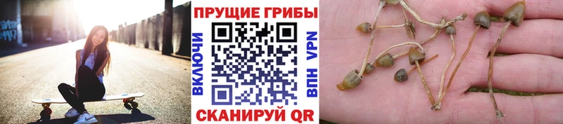 Псилоцибиновые грибы Magic Shrooms  сколько стоит  Няндома 